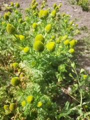 Matricaria discoidea