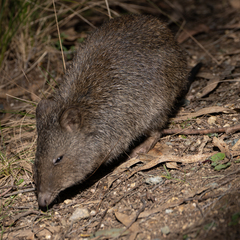 Potorous tridactylus