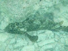 Epinephelus quoyanus