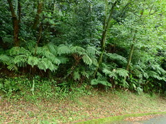 Dicksonia sellowiana