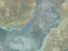 Chrysiptera unimaculata