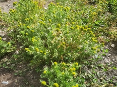 Matricaria discoidea