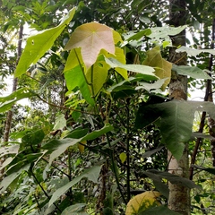 Macaranga triloba