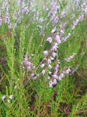Calluna vulgaris