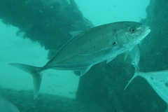 Turrum gymnostethus