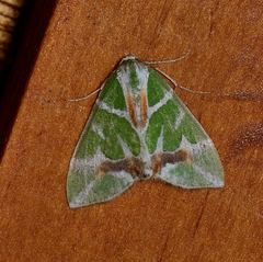Chlorodes boisduvalaria