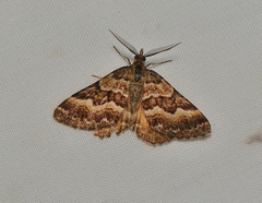Chrysolarentia heliacaria