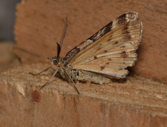Chrysolarentia heliacaria