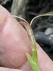 Pterostylis erecta
