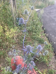 Eryngium planum