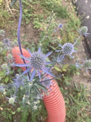 Eryngium planum