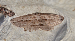 Euphronarcha epiphloea