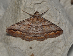 Gastrinodes bitaeniaria