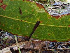 Geoglossum muelleri