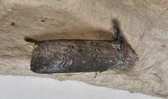 Hobartina amblyiodes