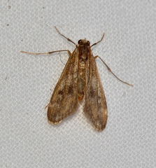 Hygraula pelochyta