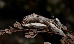 Hylaeora