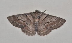 Hypobapta percomptaria