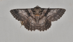 Hypobapta percomptaria