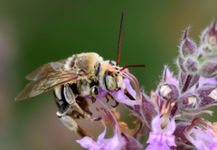 Svastra obliqua obliqua