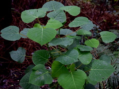 Homalanthus populneus