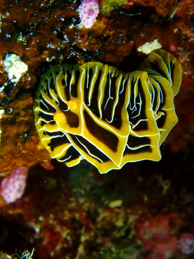 Chocolate Mango Nudibranch