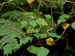 Homalanthus populneus