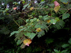 Homalanthus populneus