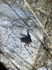 Paraphrynus carolynae