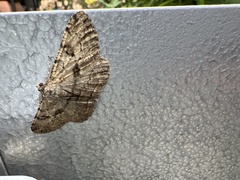 Peribatodes rhomboidaria