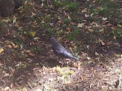 Corvus monedula