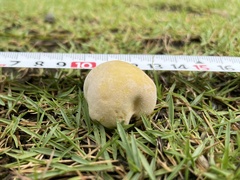 Lycoperdon dermoxanthum