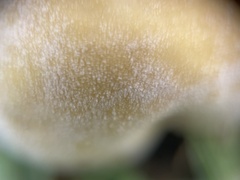 Lycoperdon dermoxanthum
