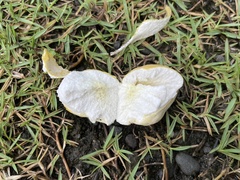 Lycoperdon dermoxanthum