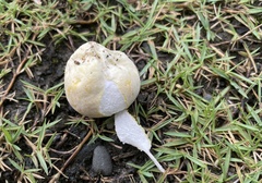 Lycoperdon dermoxanthum