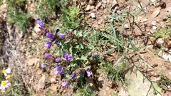 Dracocephalum foetidum