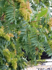 Ailanthus altissima