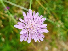 Knautia integrifolia