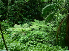 Dicksonia sellowiana