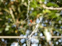 Argyrodes flavescens
