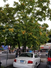 Ailanthus altissima