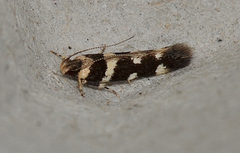 Macrobathra bigerella