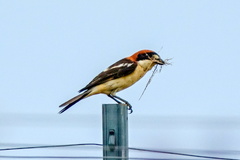 Lanius senator badius