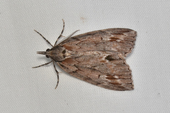 Mictodoca toxeuta
