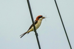 Lanius senator badius