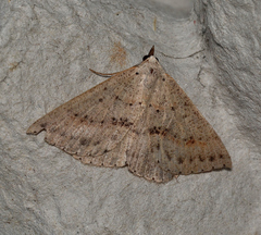 Nearcha curtaria
