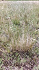 Stipa krylovii