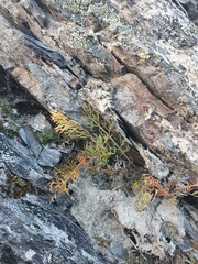 Anisotome brevistylis