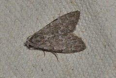 Nola pleurosema