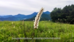 Bistorta officinalis officinalis